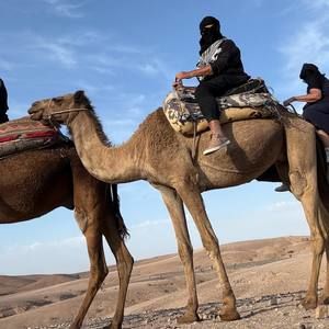 Meet your Posher, Robin